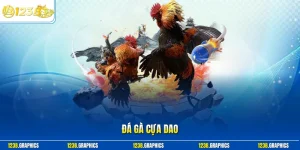 Đá gà cựa dao