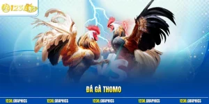 Đá gà thomo