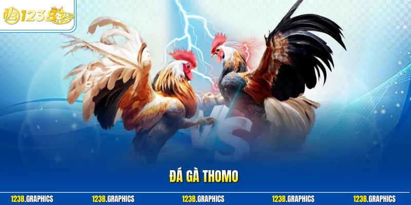 Đá gà thomo