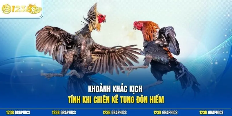 Khoảnh khắc kịch tính khi chiến kê tung đòn hiểm